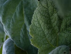 Sauge sclarée plante médicinale pour la concentration tdah
