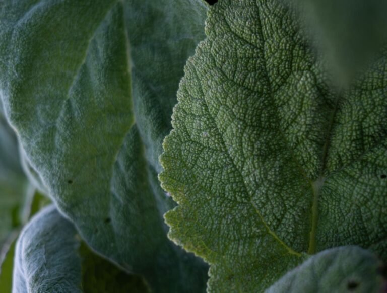 Sauge sclarée plante médicinale pour la concentration tdah
