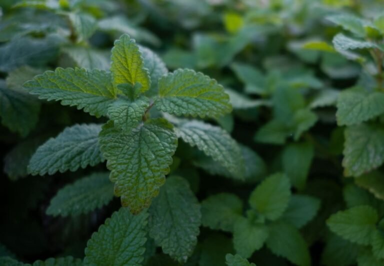 mélisse plante médicinale pour l'humeur et la concentration