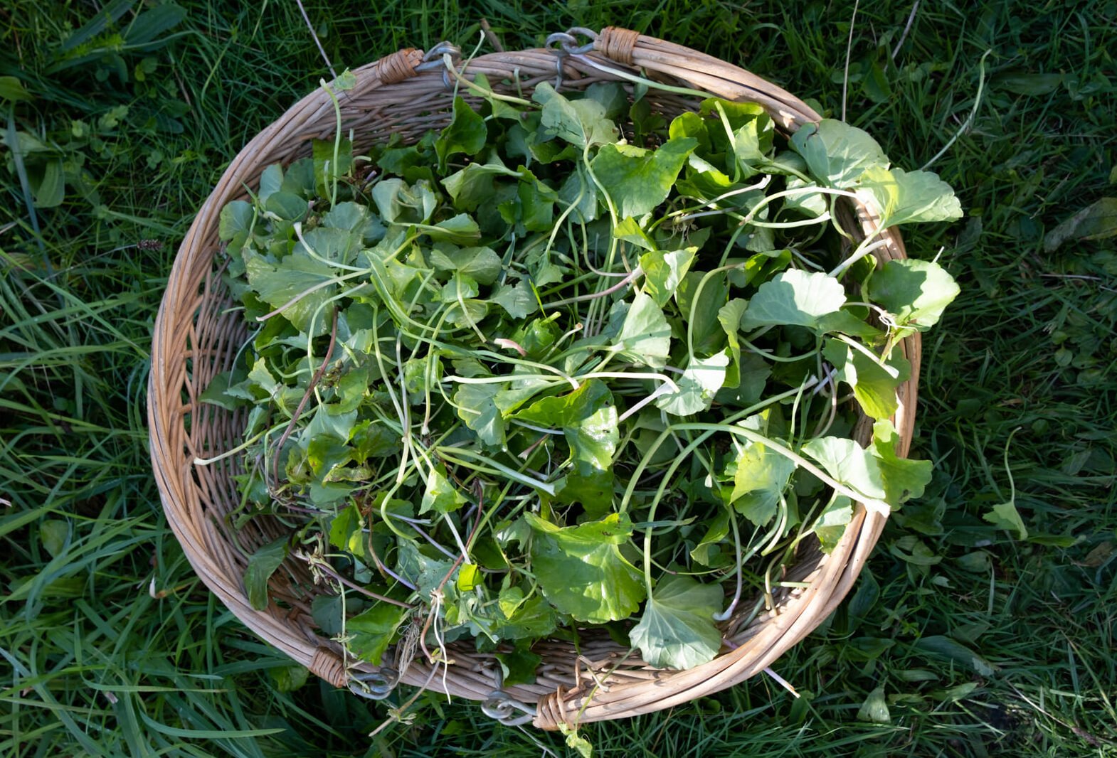 Gotu Kola plante ayurvédique des yogis et de la concentration