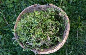Brahmi Plante millénaire nootropique de l'ayurveda pour la concentration, la clarté d'esprit, les facultés cognitives, utile pour les tdah