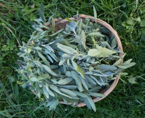 Sauge officinale plante sacrée pour la concentration et l'esprit