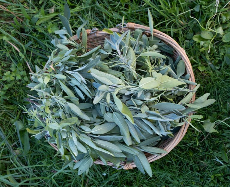 Sauge officinale plante sacrée pour la concentration et l'esprit