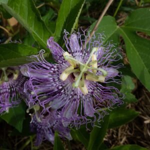 Plante du sommeil et de la relaxation Anti anxiété angoisses humeur