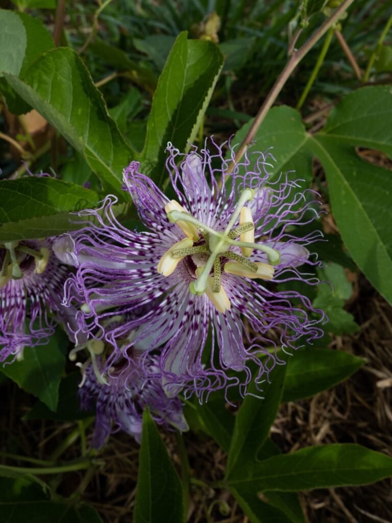 Plante du sommeil et de la relaxation Anti anxiété angoisses humeur