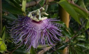 Plante du sommeil et de la relaxation Anti anxiété angoisses humeur