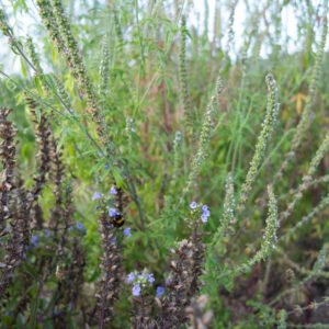 Schizonepeta tenuifolia Immunité