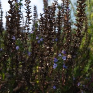 Badiranji Buya Keli Dracocephalum Moldavica Digestion Immunité Panacée