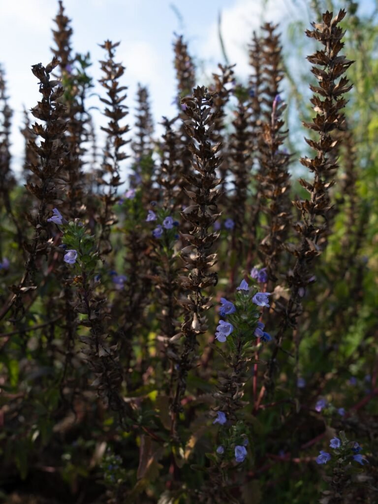 Badiranji Buya Keli Dracocephalum Moldavica Digestion Immunité Panacée