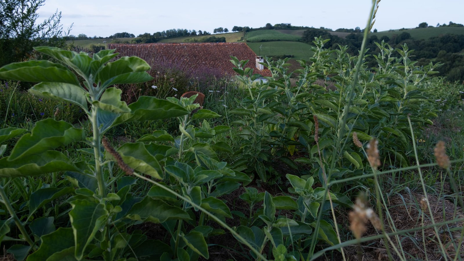plantes médicinales