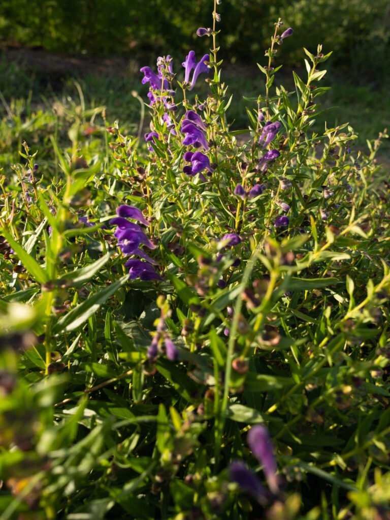 Anti-stress Relaxation Anxiété Angoisses Sommeil