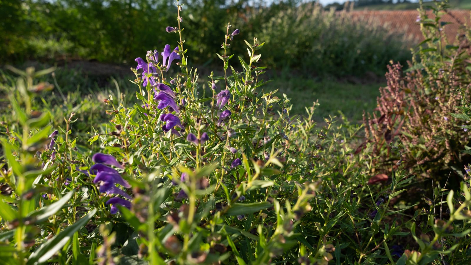 Culture des plantes