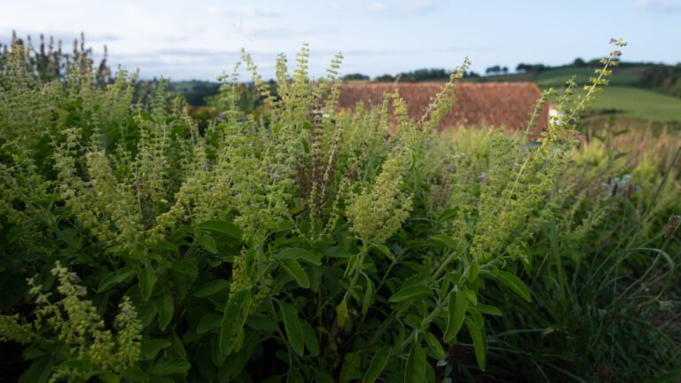 Tulsi plante adaptogène ayurvédique anti-stress