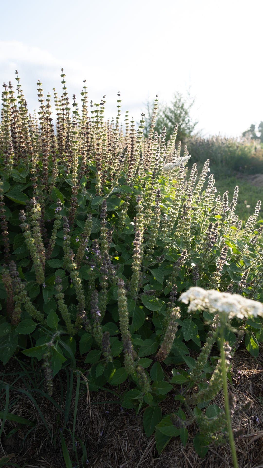 Tulsi basilic sacré plante médicinale ayurvédique