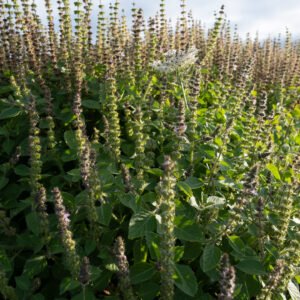 Tulsi Basilic Sacré plante ayurvédique Booster cérébral Complément Alimentaire Concentration Elixir végétal cognitif Clarté mentale Mémoire Complexe Nootropique