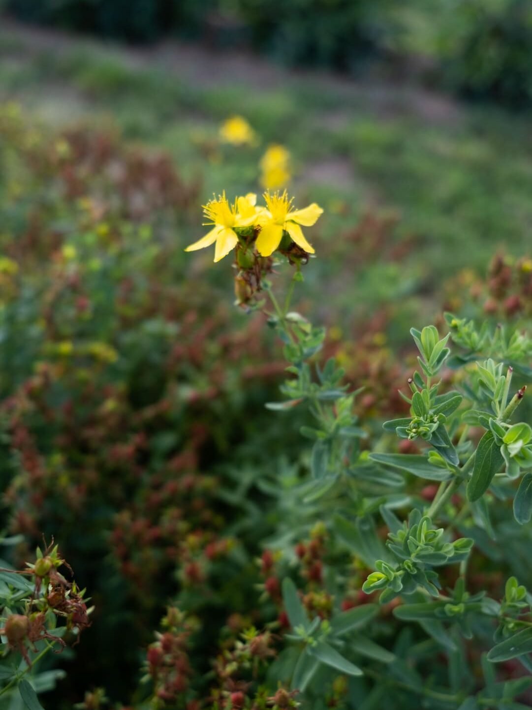 Millepertuis Anxiété Angoisses Dépression Antidépresseur naturel