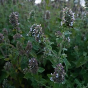 Mao Bo He Catnip Cataire Relaxant Anti-Anxiété Cycle féminin