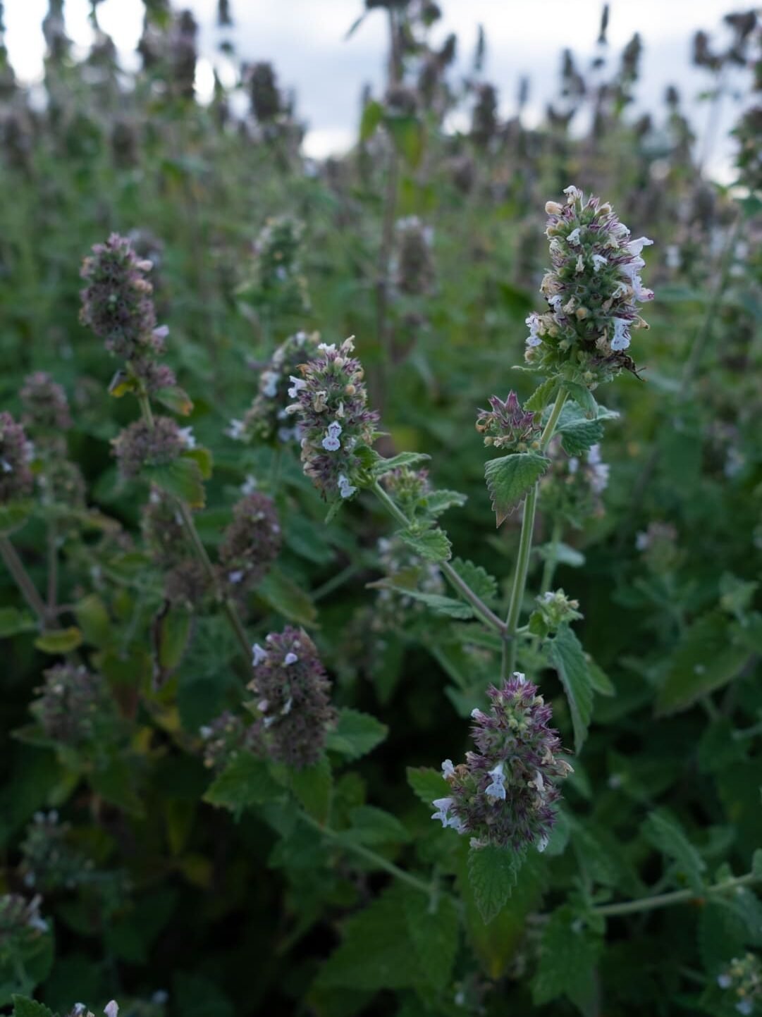 Mao Bo He Catnip Cataire Relaxant Anti-Anxiété Cycle féminin