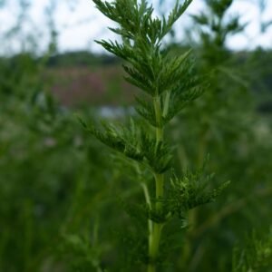 Armoise Artemisia Plante féminin sacré Cycle féminin