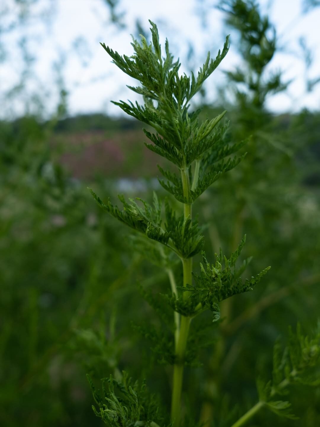 Armoise Artemisia Plante féminin sacré Cycle féminin
