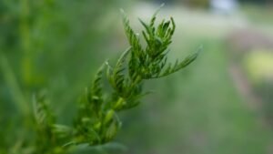 Plante féminin sacré Cycle féminin