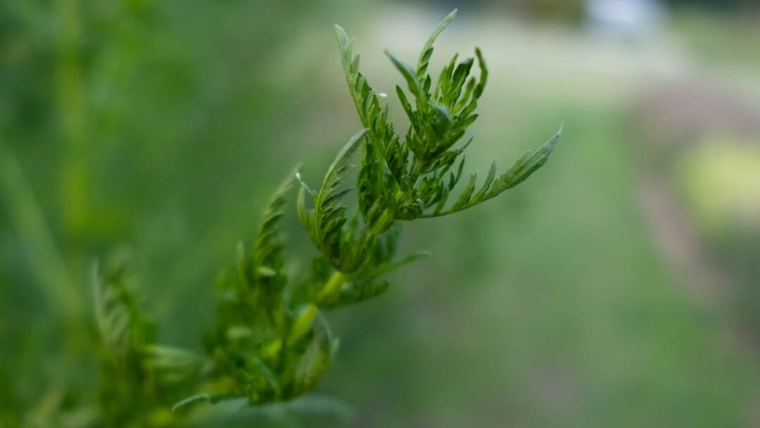 Plante féminin sacré Cycle féminin