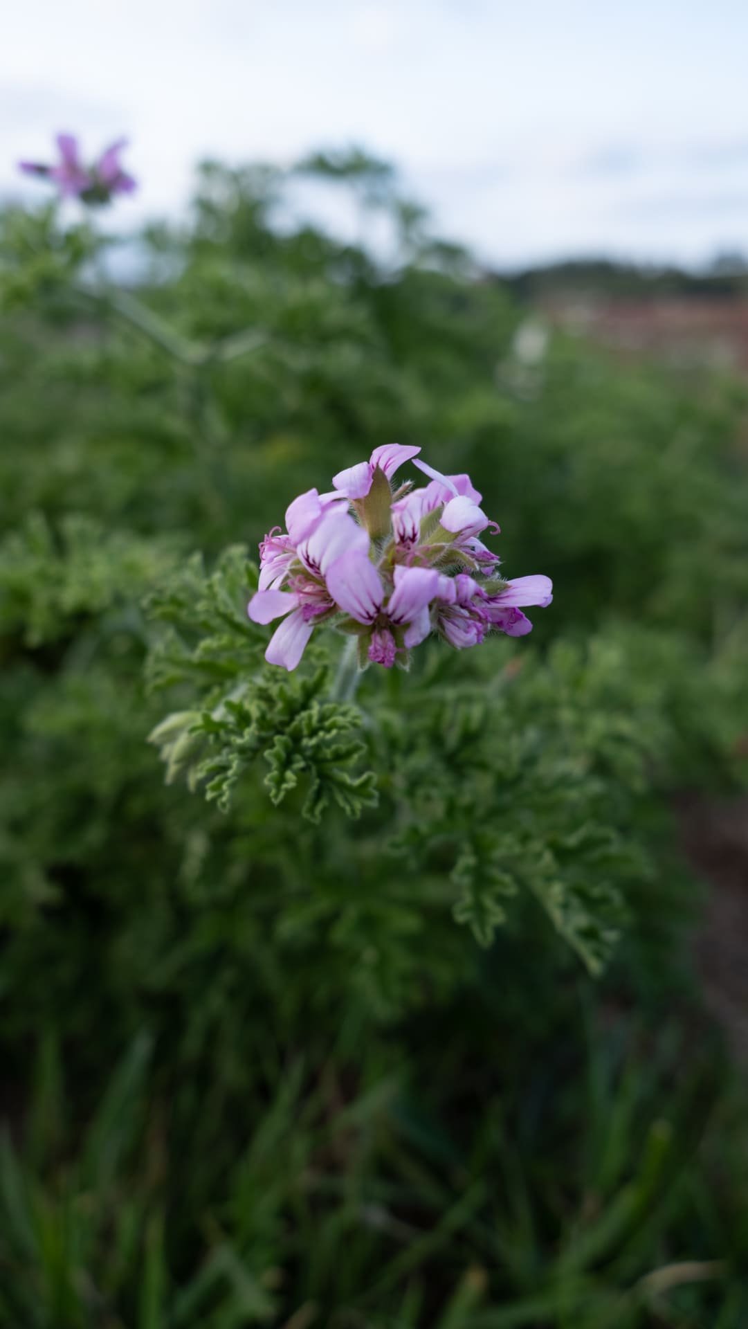 Geranium Rosat Détente Relaxation Huile de CBD