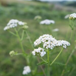 Achillée Millefeuille Milenrama Cycle féminin règles douloureuses rééquilibrage hormonal