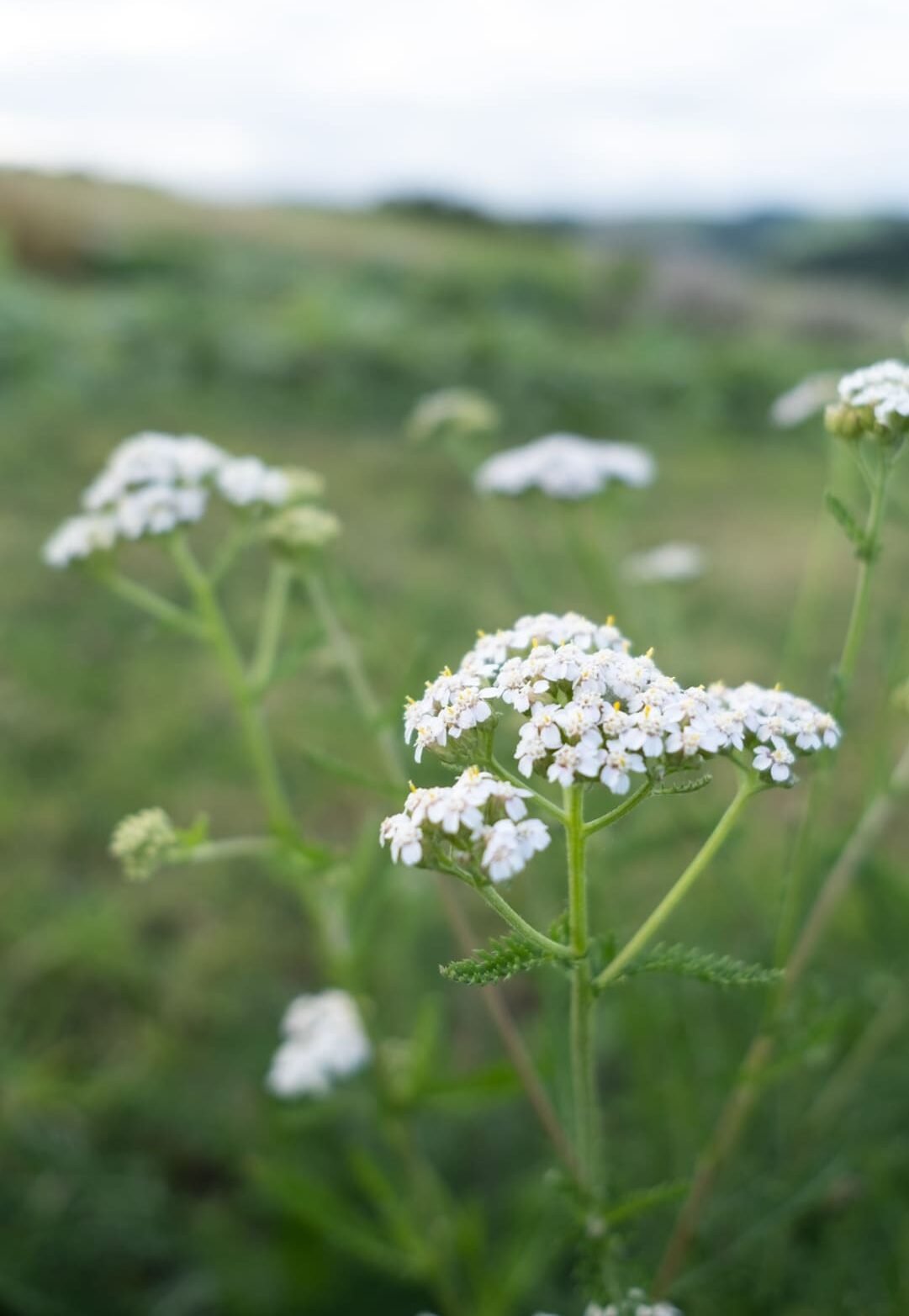 Achillée Millefeuille Milenrama Cycle féminin règles douloureuses rééquilibrage hormonal