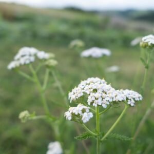 Achillée Millefeuille Milenrama Cycle féminin règles douloureuses rééquilibrage hormonal
