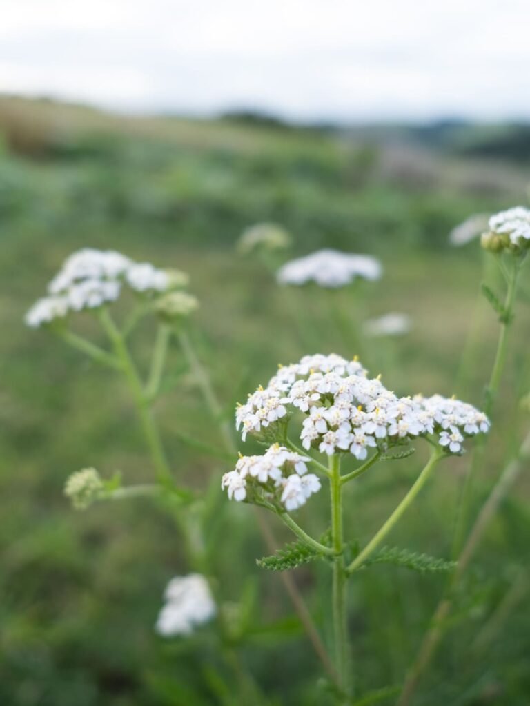 Achillée Millefeuille Milenrama Cycle féminin règles douloureuses rééquilibrage hormonal