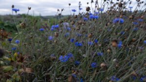 Bleuet Sommeil Onirisme Rêves