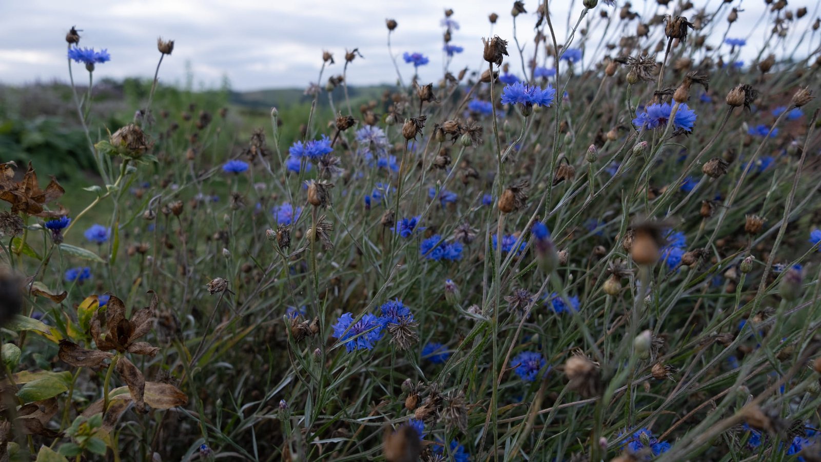 Bleuet Sommeil Onirisme Rêves