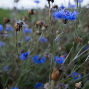 Bleuet Sommeil Onirisme Rêves