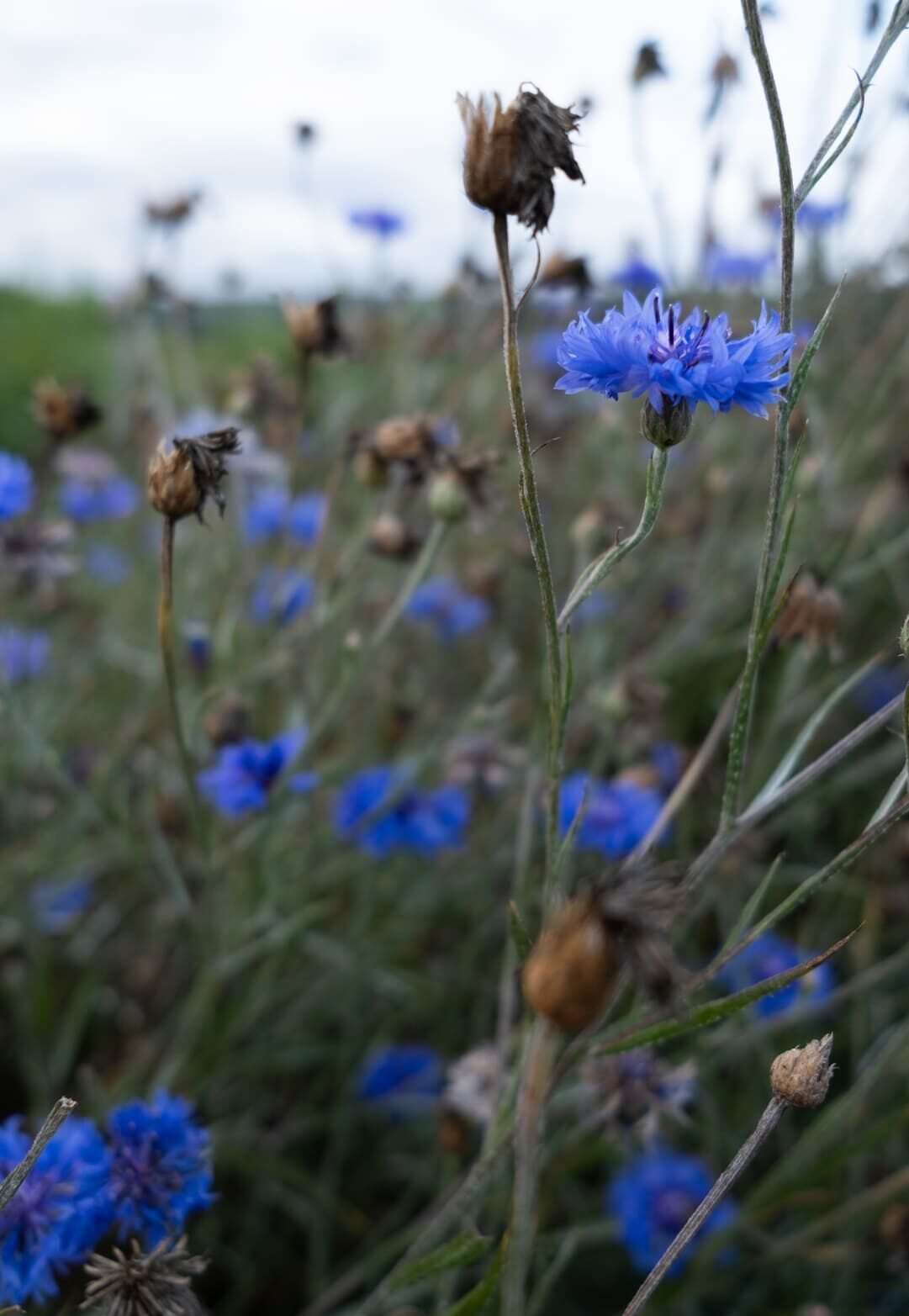 Bleuet Sommeil Onirisme Rêves