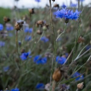 Bleuet Sommeil Onirisme Rêves