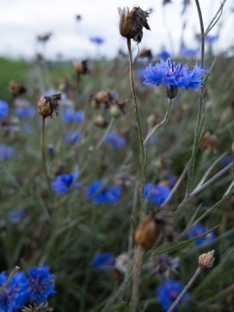 Bleuet Sommeil Onirisme Rêves