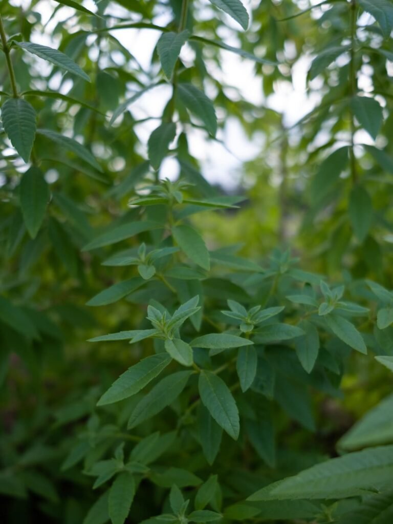Anti-stress Calmant Relaxant Sommeil Anti-anxiété angoisse
