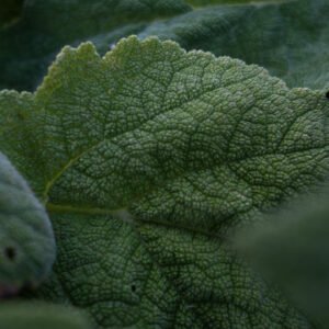Sauge sclarée Booster cérébral Complément Alimentaire Concentration Elixir végétal cognitif Clarté mentale Mémoire Complexe Nootropique