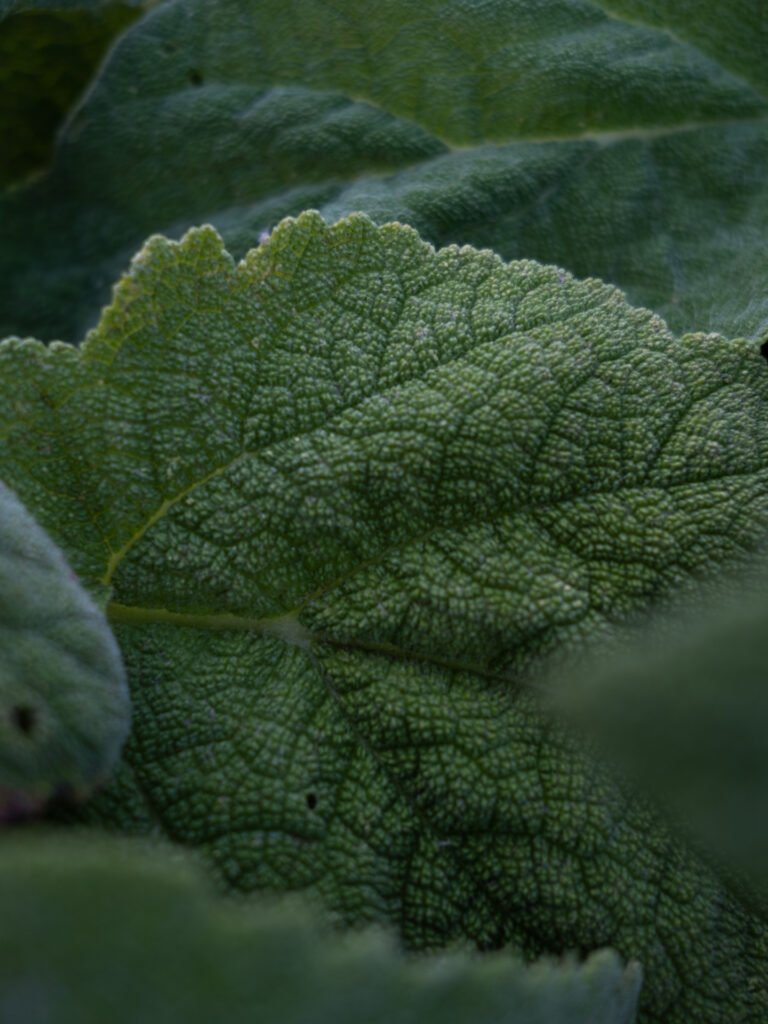 Sauge sclarée Booster cérébral Complément Alimentaire Concentration Elixir végétal cognitif Clarté mentale Mémoire Complexe Nootropique Cycle féminin