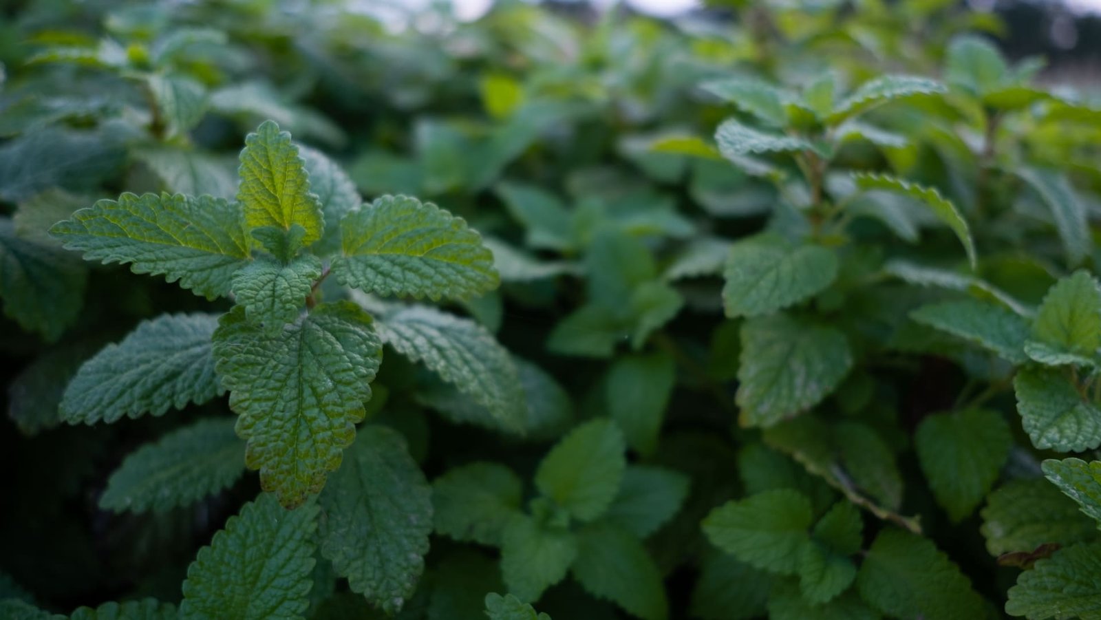 Mélisse Melissa Officinalis Toronjil plante médicinale sommeil humeur concentration anxiété stress anti-dépresseur calme