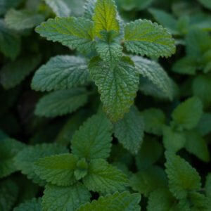 Toronjil Mélisse Booster cérébral Complément Alimentaire Concentration Elixir végétal cognitif Clarté mentale Mémoire Complexe Nootropique