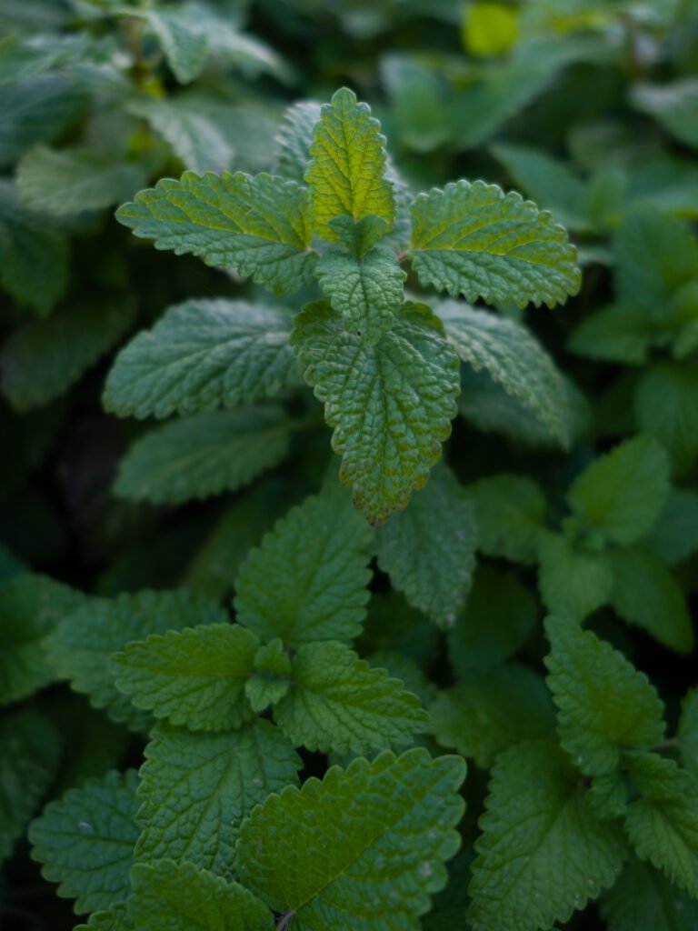 Toronjil Mélisse Booster cérébral Complément Alimentaire Concentration Elixir végétal cognitif Clarté mentale Mémoire Complexe Nootropique Anti-stress Humeur Relaxant Sommeil Angoisses Anxiété Cycle féminin