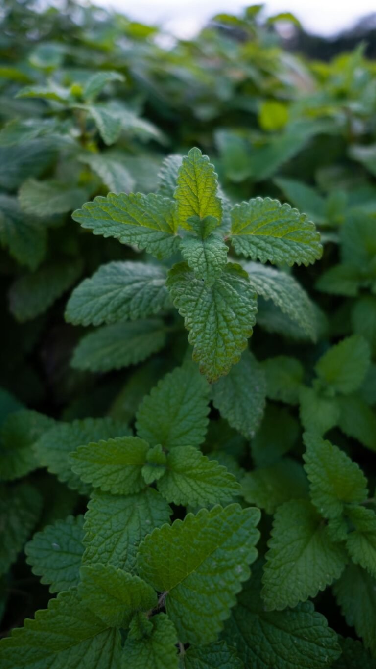 Mélisse Melissa Officinalis Toronjil plante médicinale
