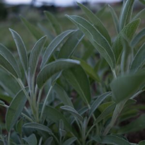 Sauge Officinale Booster cérébral Complément Alimentaire Concentration Elixir végétal cognitif Clarté mentale Mémoire Complexe Nootropique