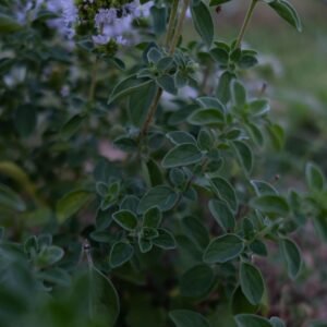 Détente Huile de CBD Digestion Ventrum Sana