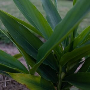 Digestion Tonus Anti-fatigue Aphrodisiaque