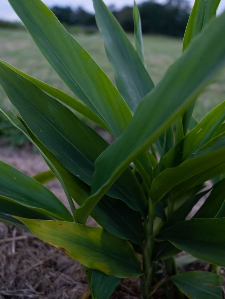 Digestion Tonus Anti-fatigue Aphrodisiaque