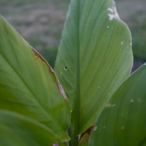 Curcuma Cycle féminin Anti-anxiété Dépression Immunité