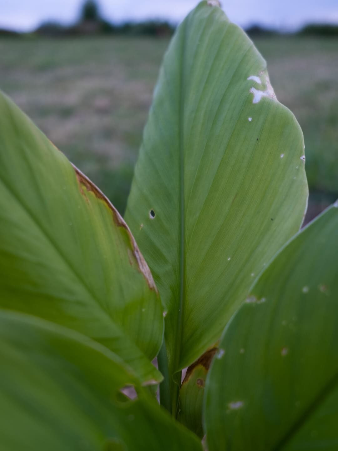 Curcuma Cycle féminin Anti-anxiété Dépression Immunité